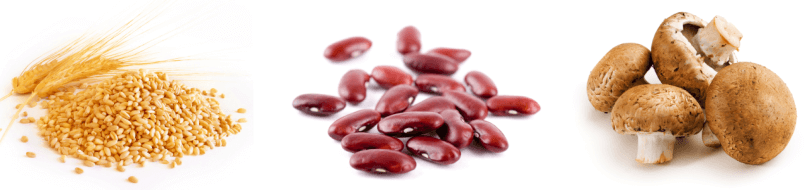 Plant-based protein source