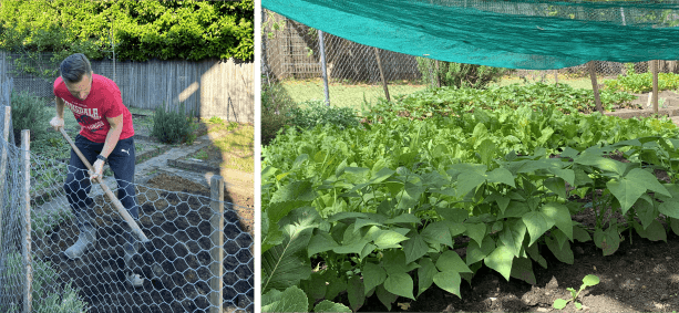 My vegetable garden My vegetable garden